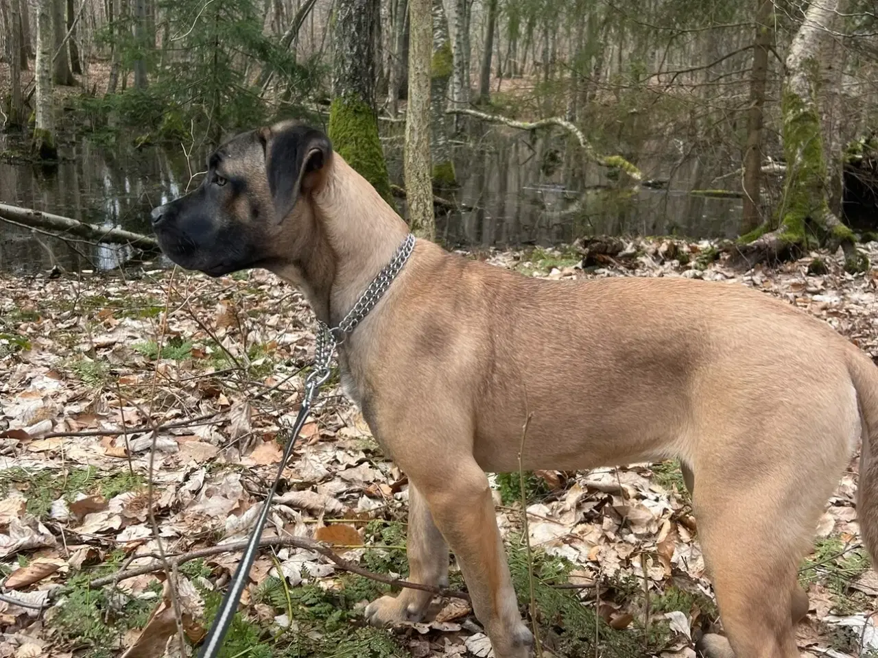 Billede 4 - Cane Corso/Dogo Canario 