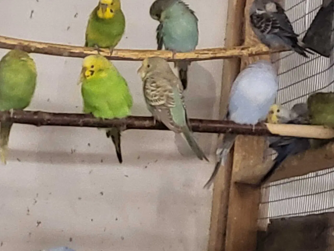 Billede 2 - Australsk undulater 