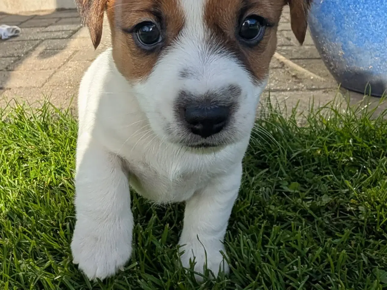 Billede 7 - Jack Russell Terrier, kortbenet, DKK