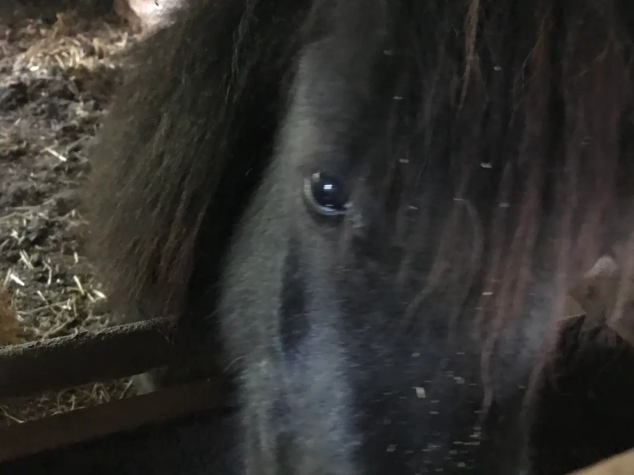 Billede 4 - Hoppe og hingst 