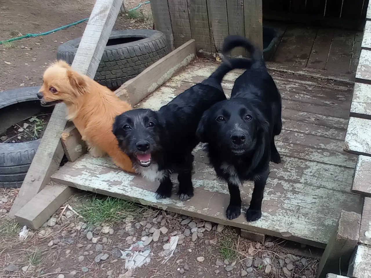 Billede 2 - Astrid -  hvalp med appetit på livet