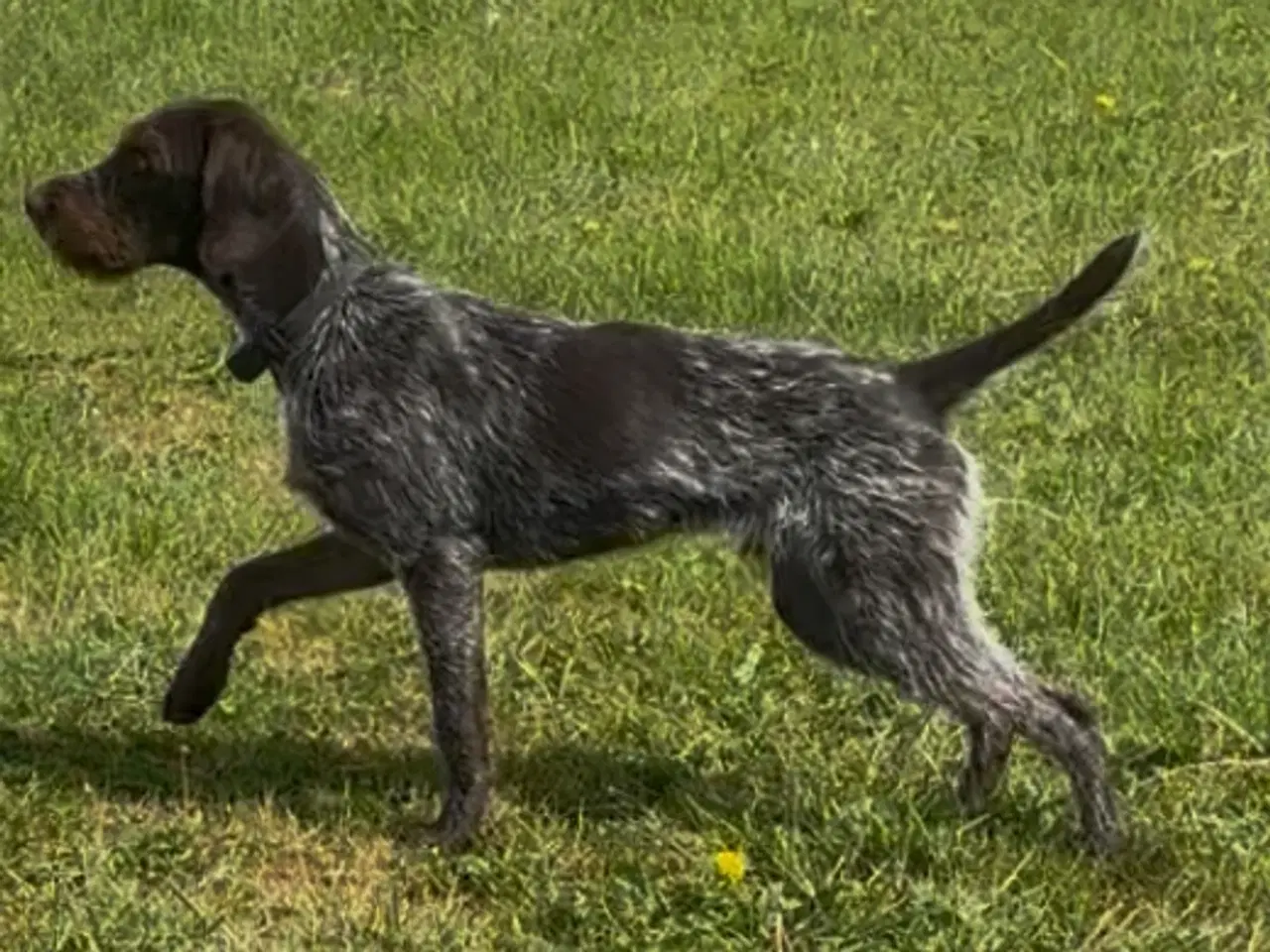 Billede 2 - Ruhåret hønsehund søger nyt kærligt hjem
