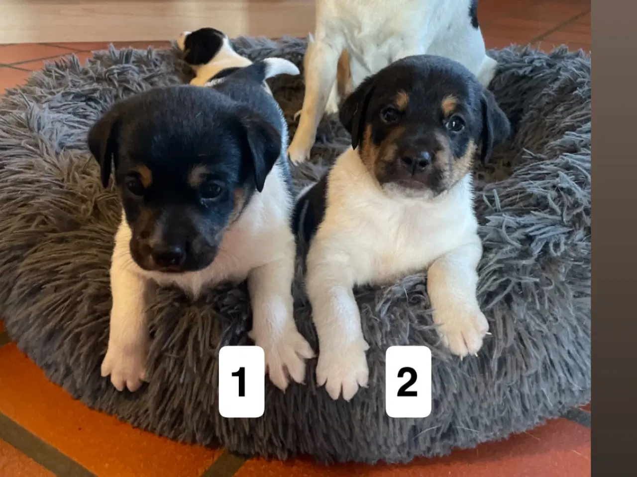 Billede 9 - Dansk svensk gårdhunde hvalpe søger nyt og kærligt