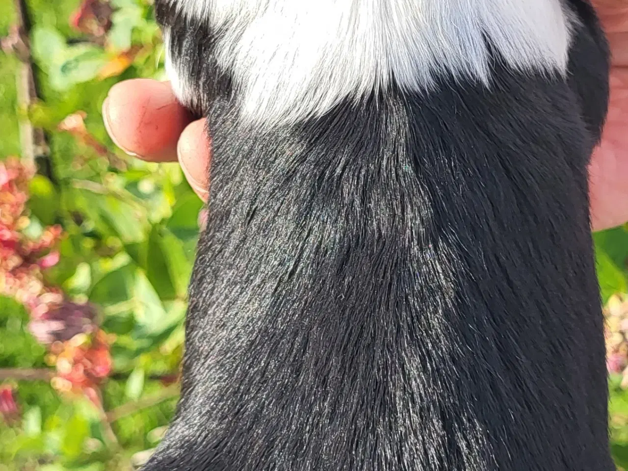 Billede 8 - Yndige Tibetanske Tempelhvalpe.