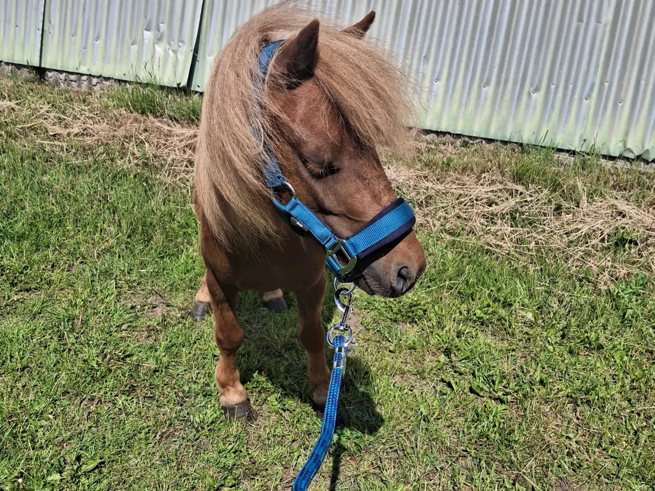 Billede 1 - Mini pony vallak