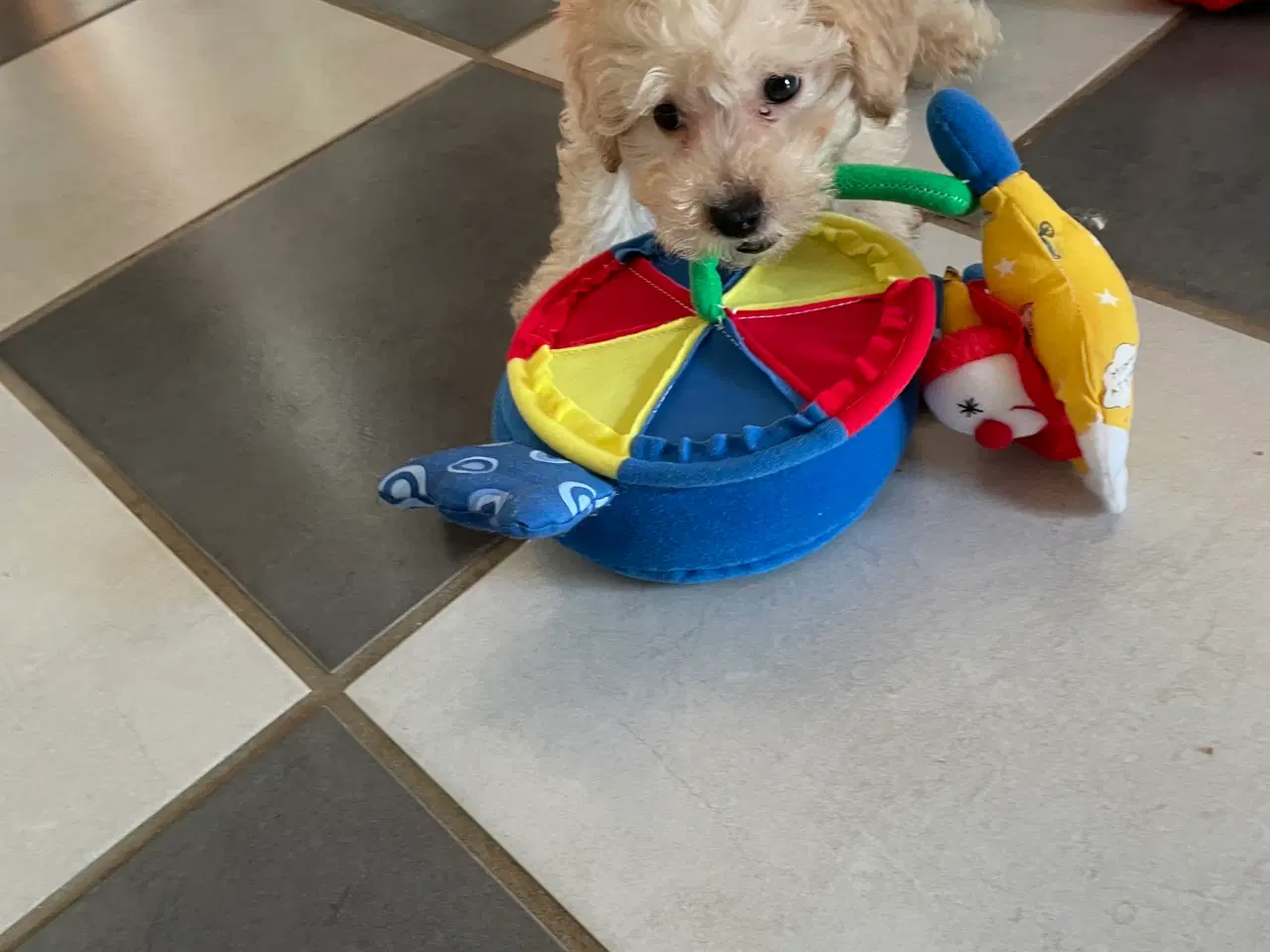 Billede 19 - Havapoo hvalpe - salgsklare..!