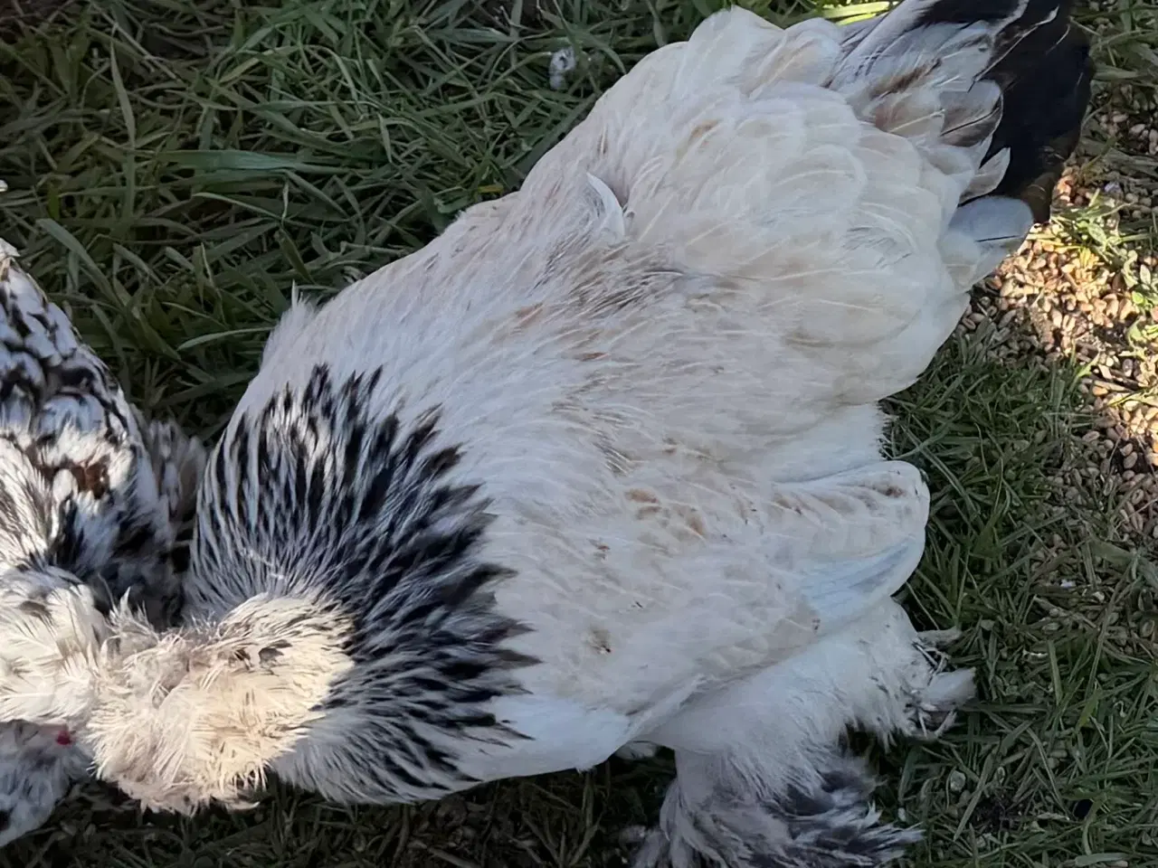 Billede 3 - 2 mellemstore blandings høner