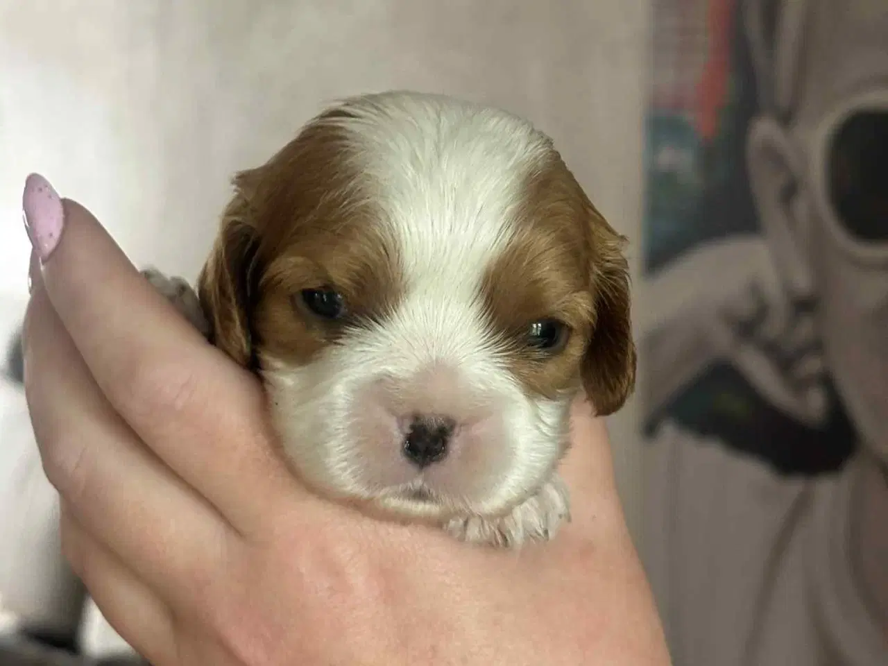 Billede 4 - Cavalier King Charles spaniel hvalpe 