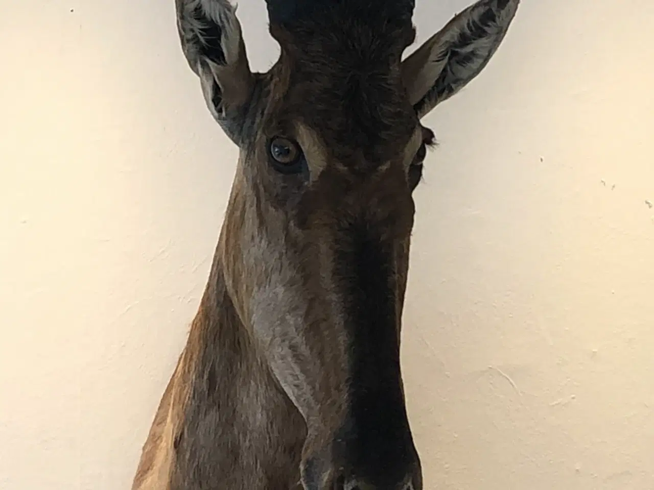 Billede 1 - Flot red hartebeest