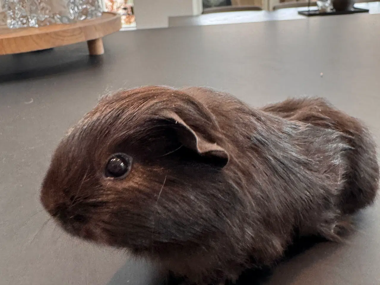 Billede 16 - Marsvin unger, 10 stk blandet