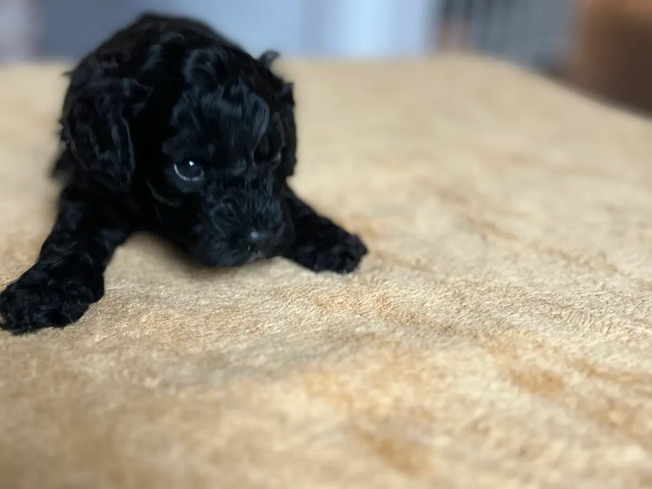 Billede 2 - Cavapoo / Toycavapoo F1