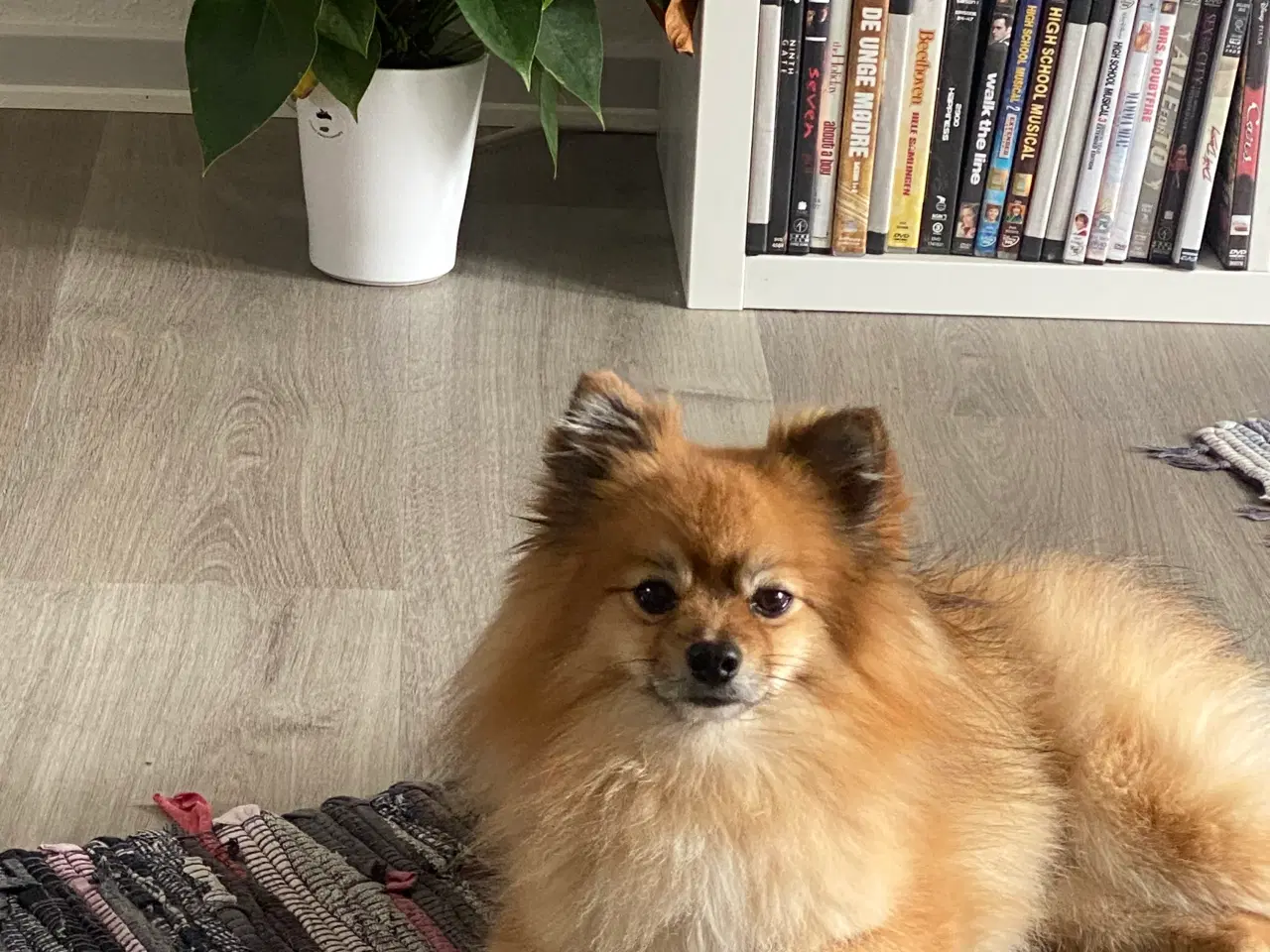 Billede 2 - Pomeranian