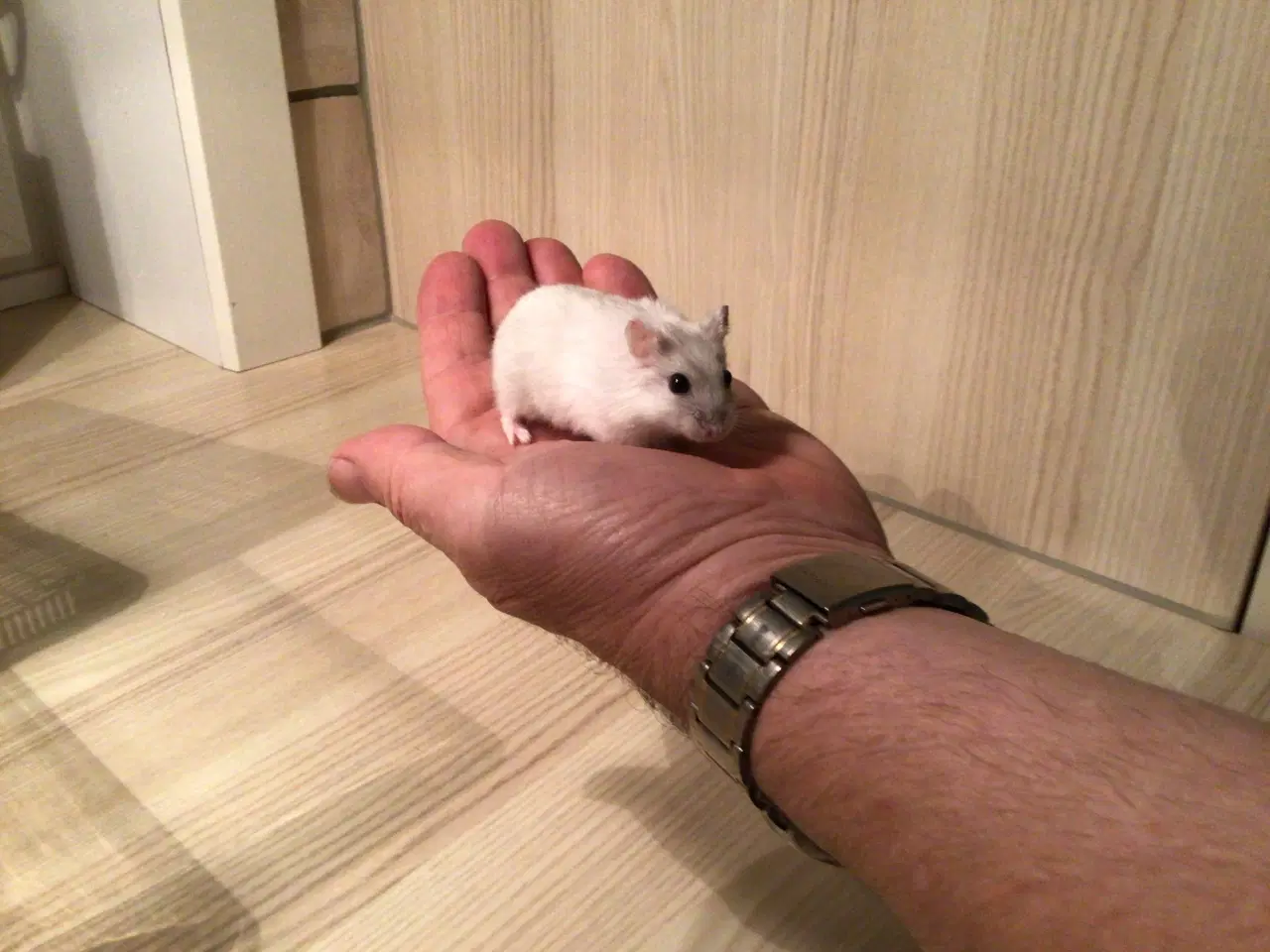 Billede 1 - Cambells dværghamster