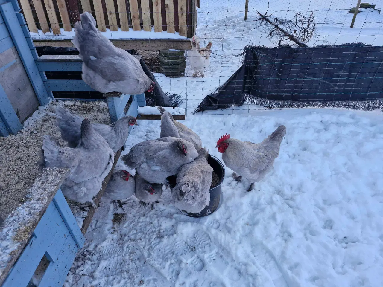 Billede 2 - Rugeæg perlegrå maran