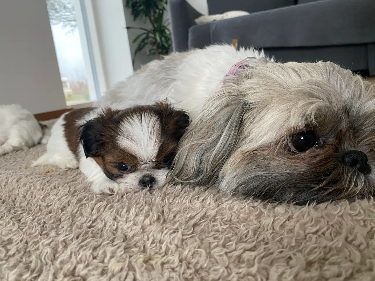 Billede 4 - Shih Tzu hvalpe 