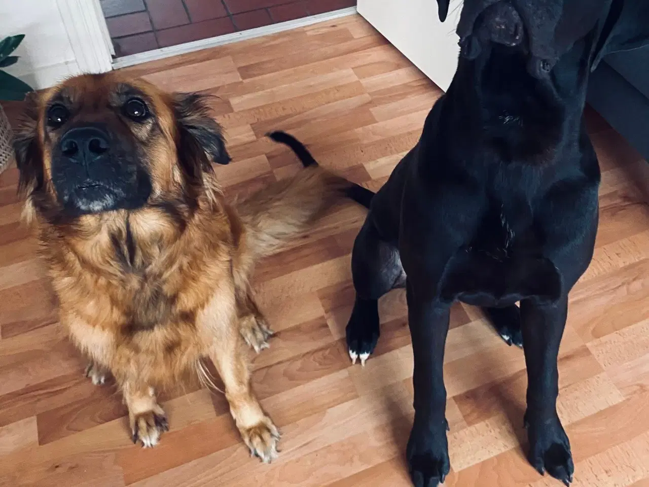 Billede 1 - 4 brune/ sorte hvalpe 