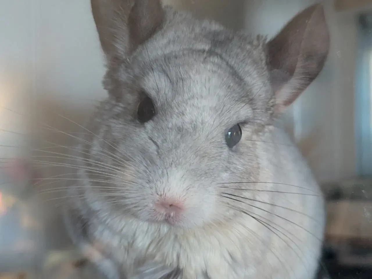 Billede 5 - Chinchilla mor og far med to unger 