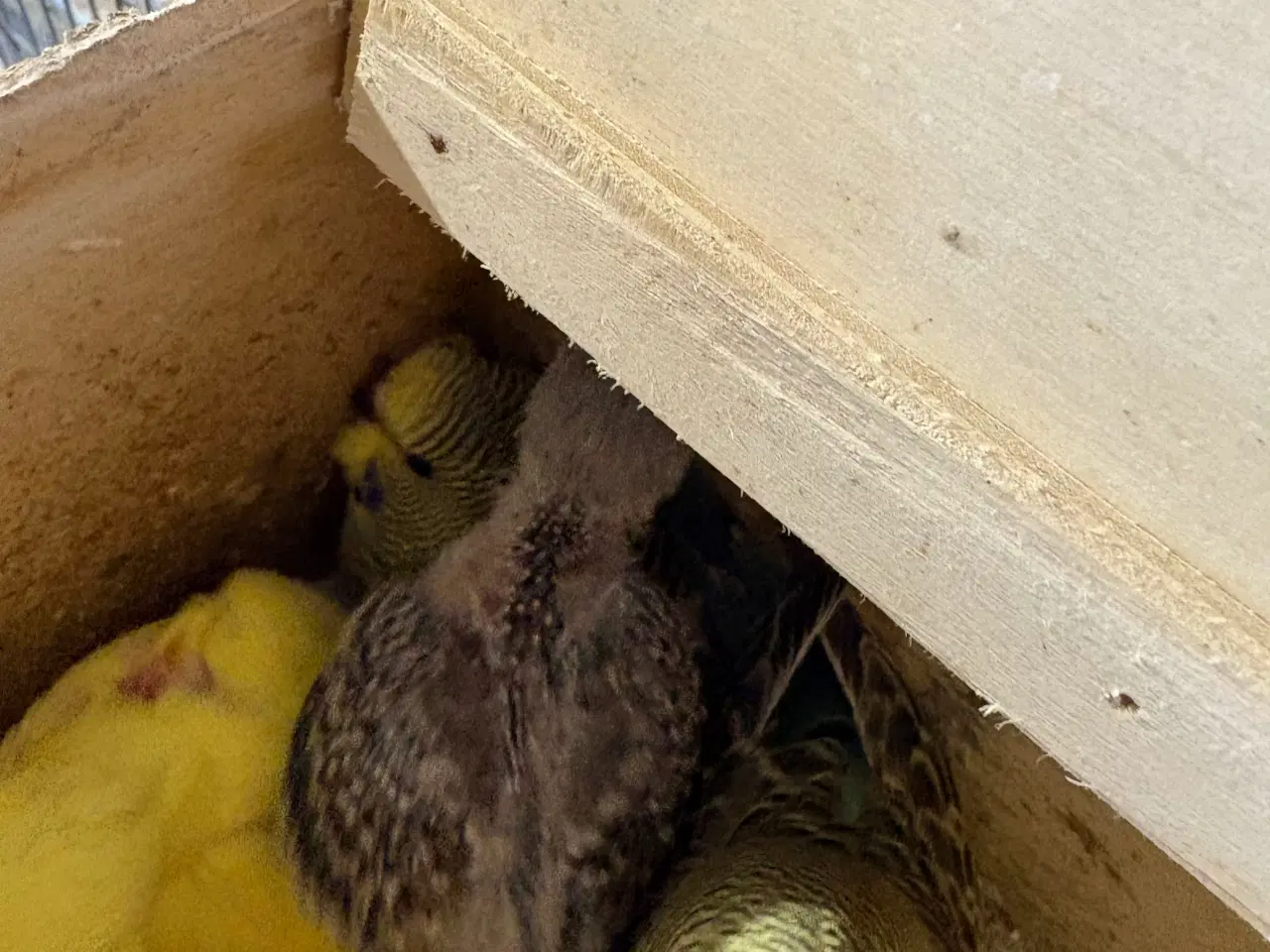 Billede 2 - Har 4 stk undulater unger klar om ca 1 uge 