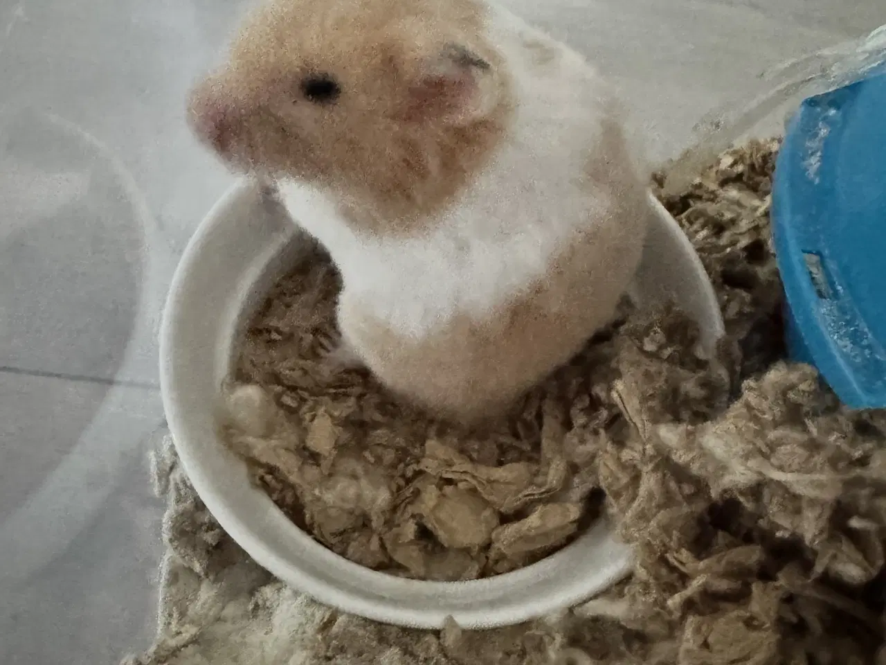 Billede 5 - 2 hamster 🐹 sælges