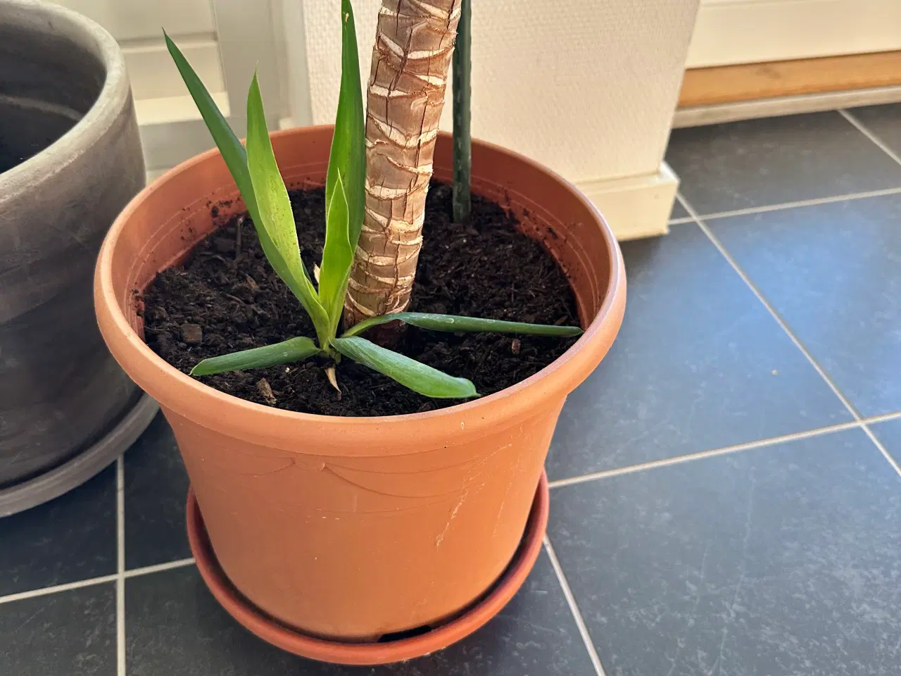 Billede 2 - Yucca plante 2 meter høj