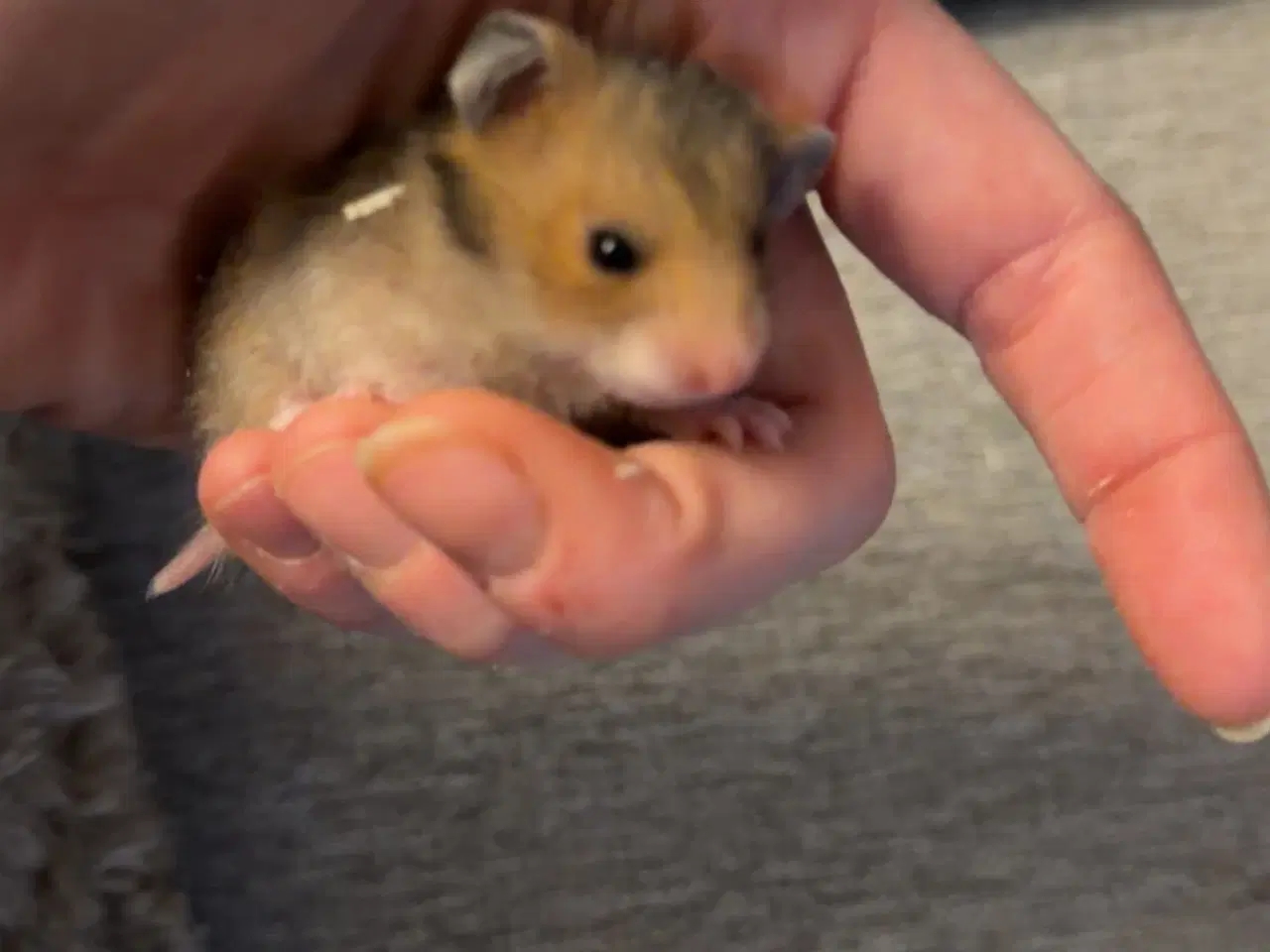 Billede 4 - Guldhamster unger