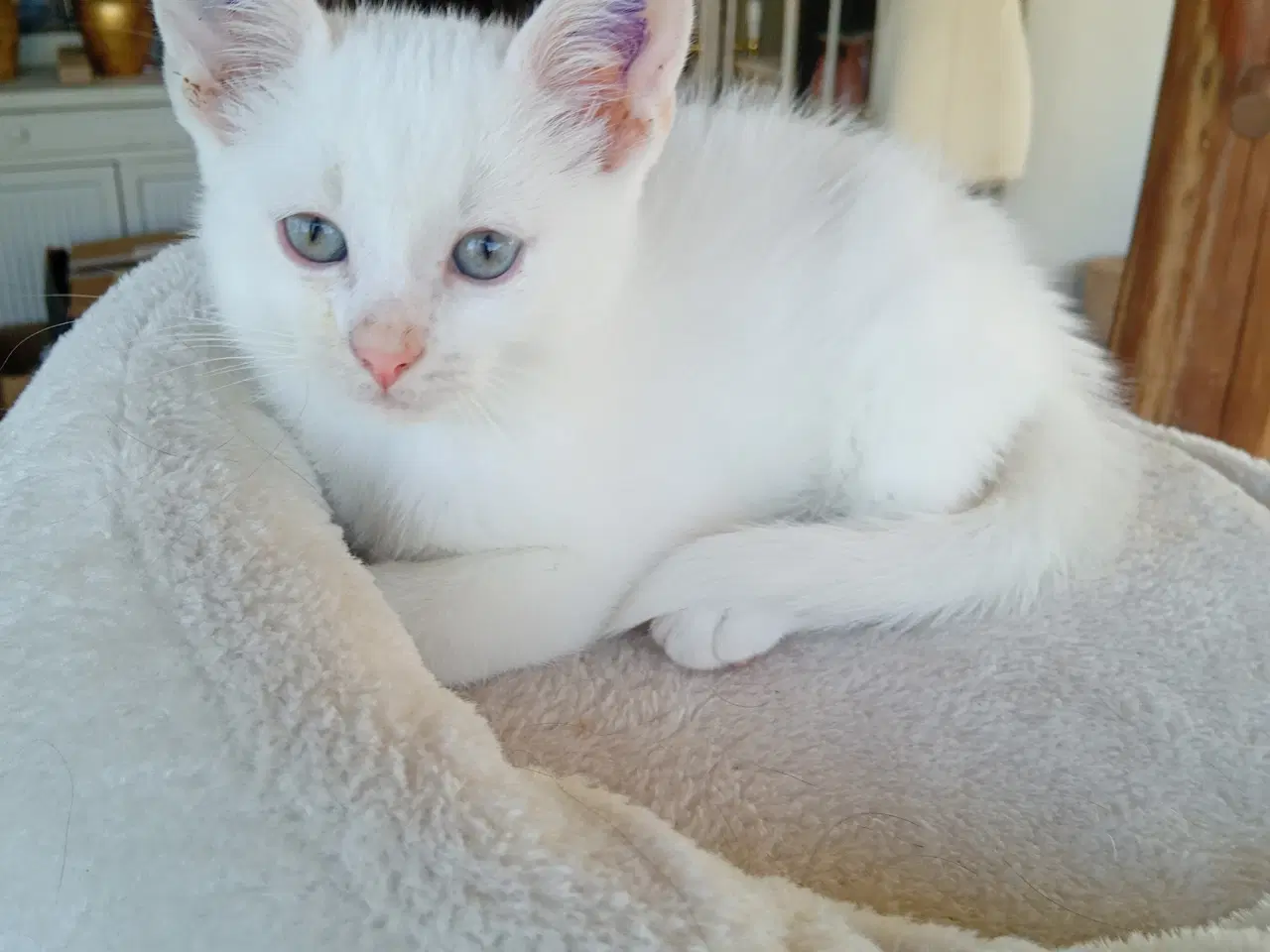 Billede 9 - Maincoon blanding