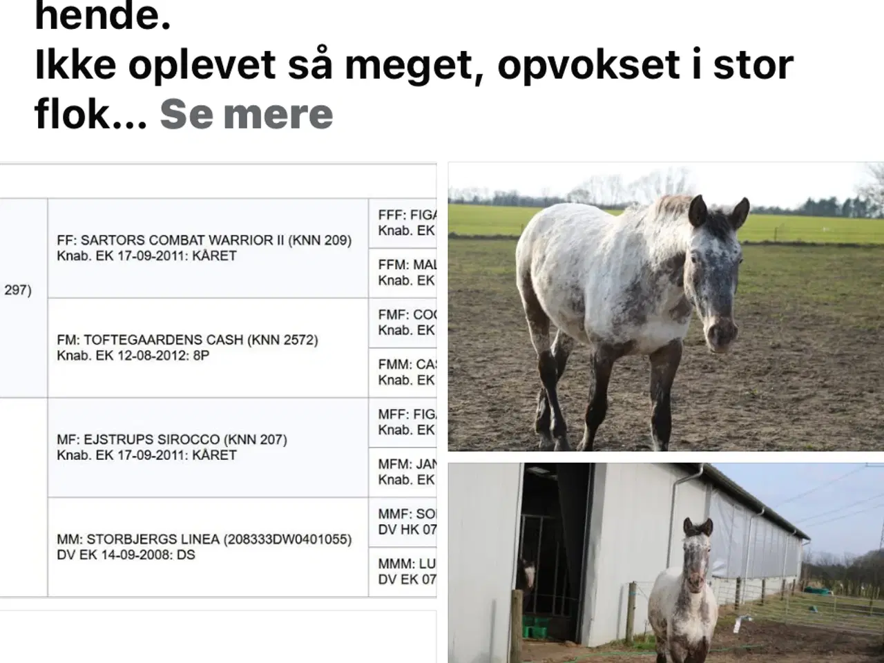 Billede 7 - Knabstrupper ung heste