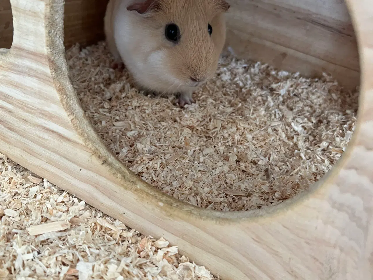 Billede 2 - Hun marsvin 