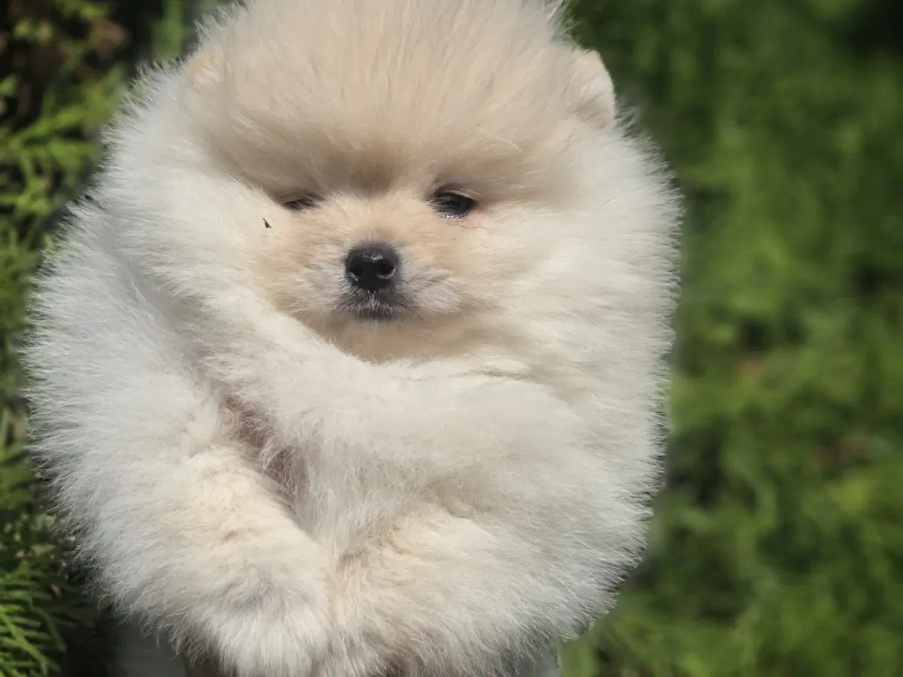 Billede 1 - Pomeranian 