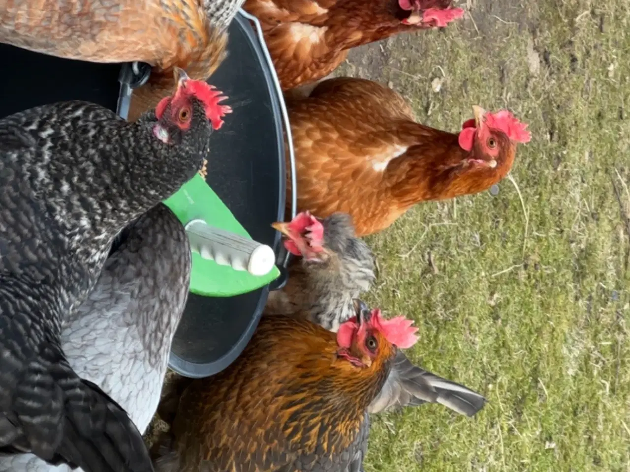 Billede 4 - Rugeæg 5 kr 