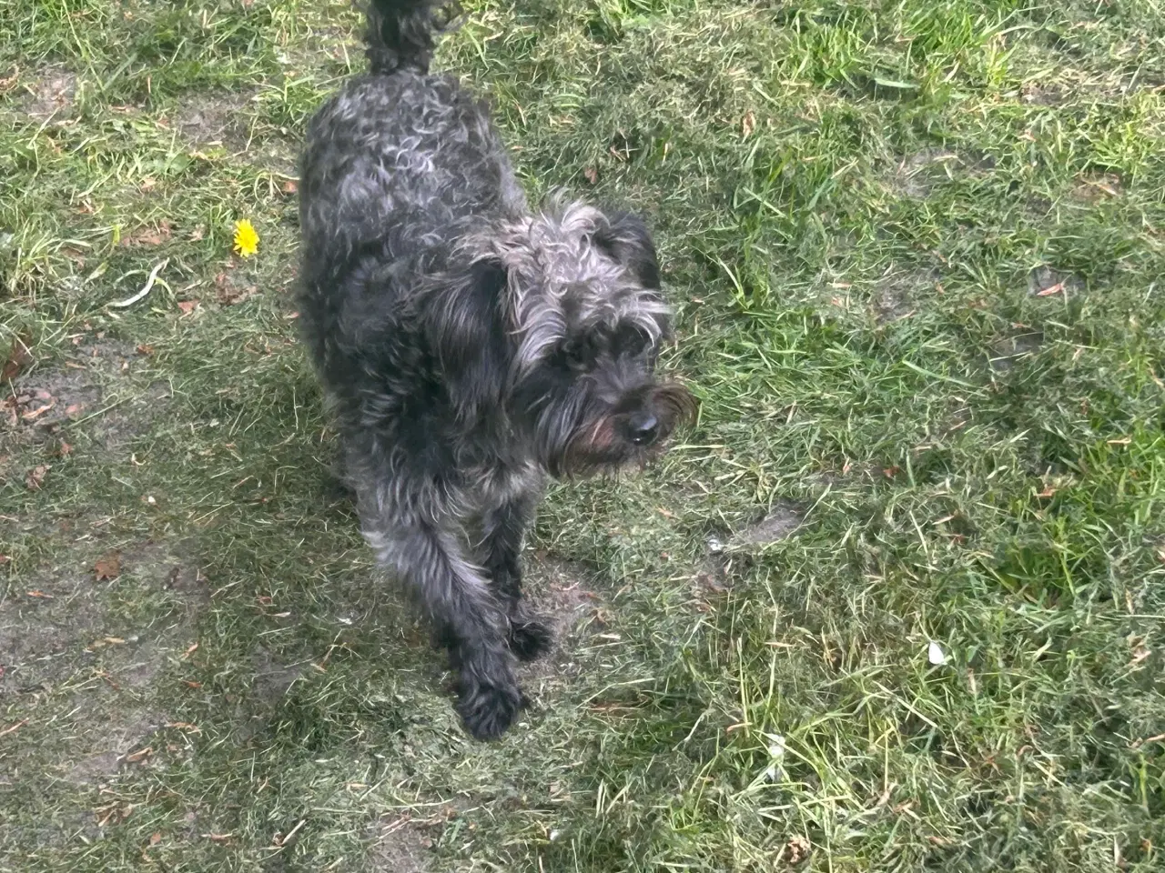 Billede 5 - Skøn jackapoo (jackrussel-dværgpuddel) tæve