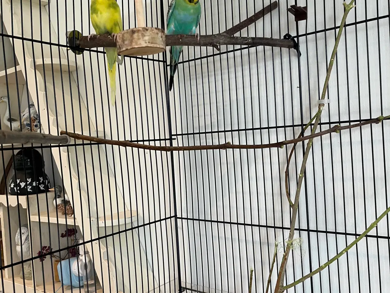 Billede 2 - Stort bur, tilbehør og 2 unge undulater