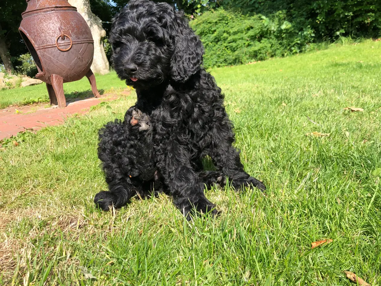 Billede 3 - Goldendoodle hvalp