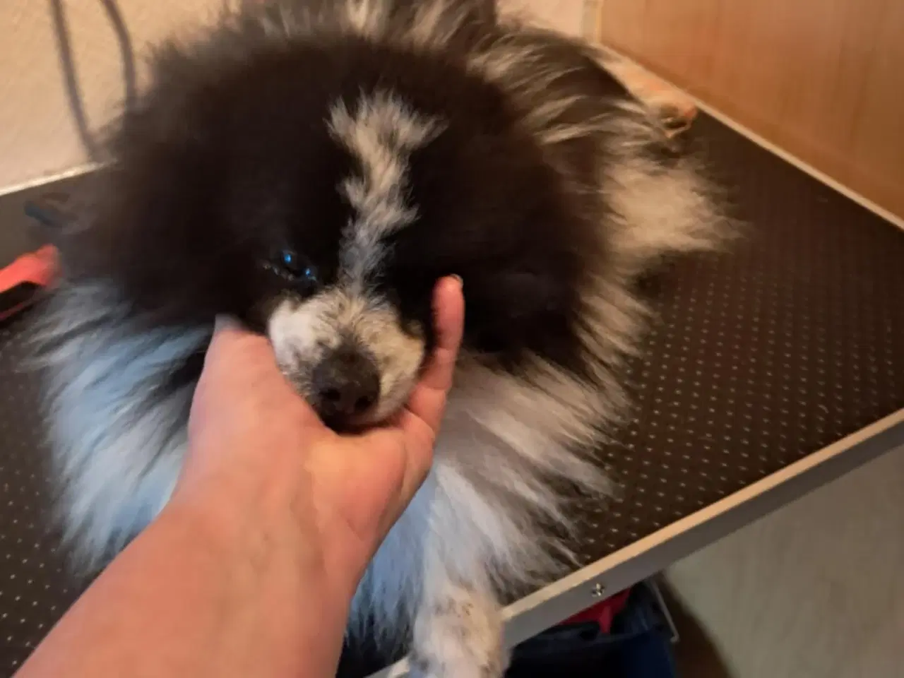 Billede 9 - Kærlig pommeranian dreng 