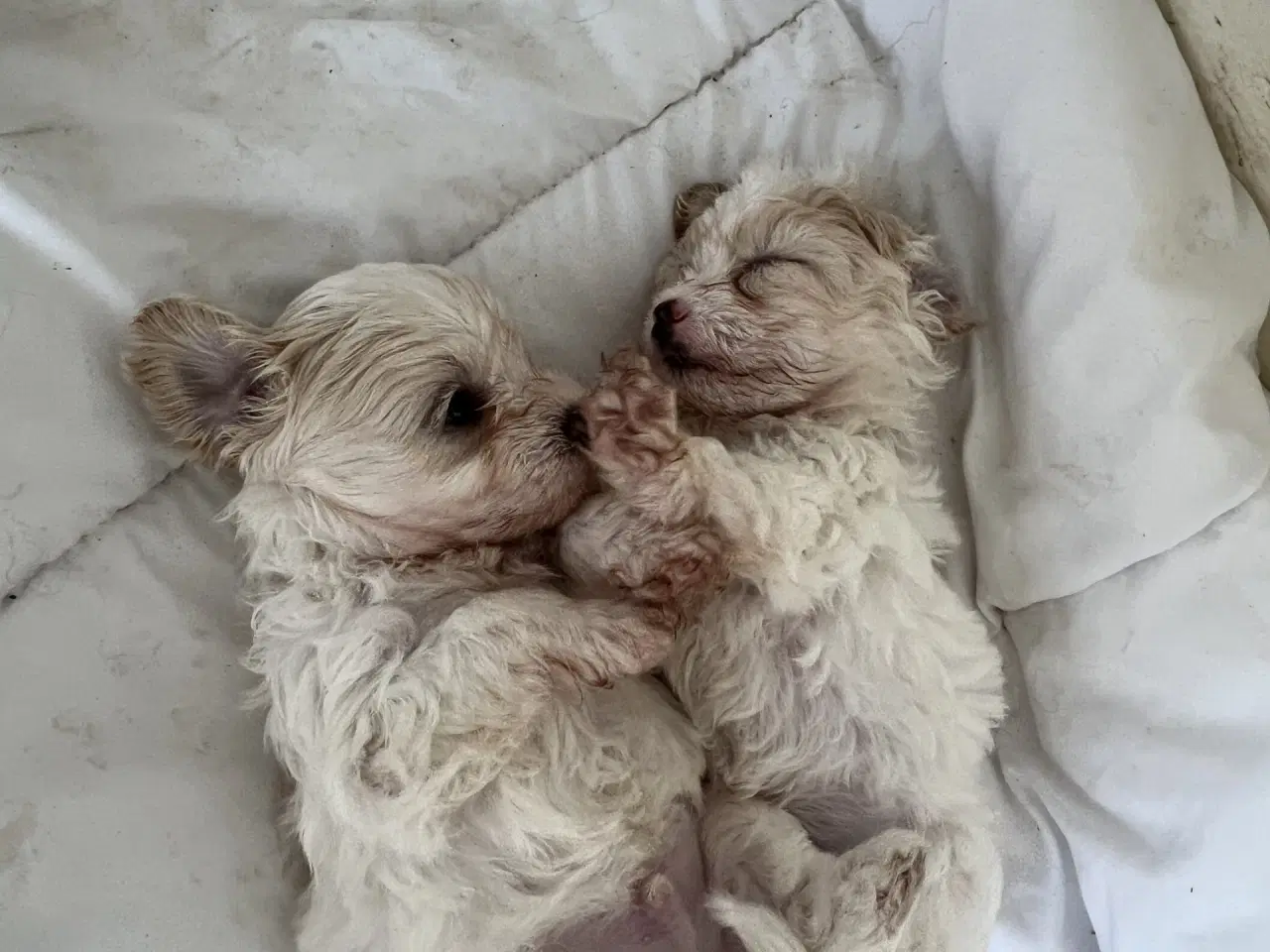 Billede 5 - Blandingshvalpe Malteser / Shih Tzu
