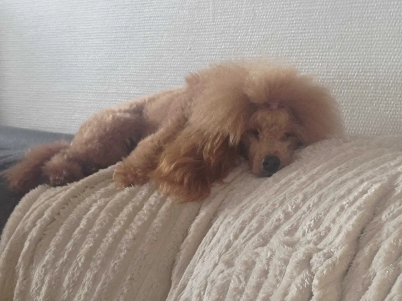 Billede 6 - Fawn krøltoppe puddelhvalpe 