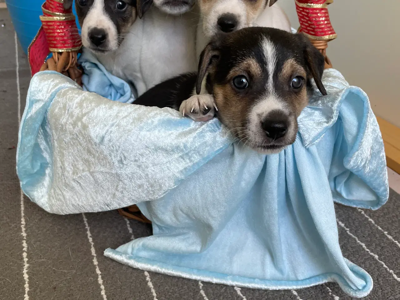 Billede 3 - Dansk svensk Gårdhund hvalpe 