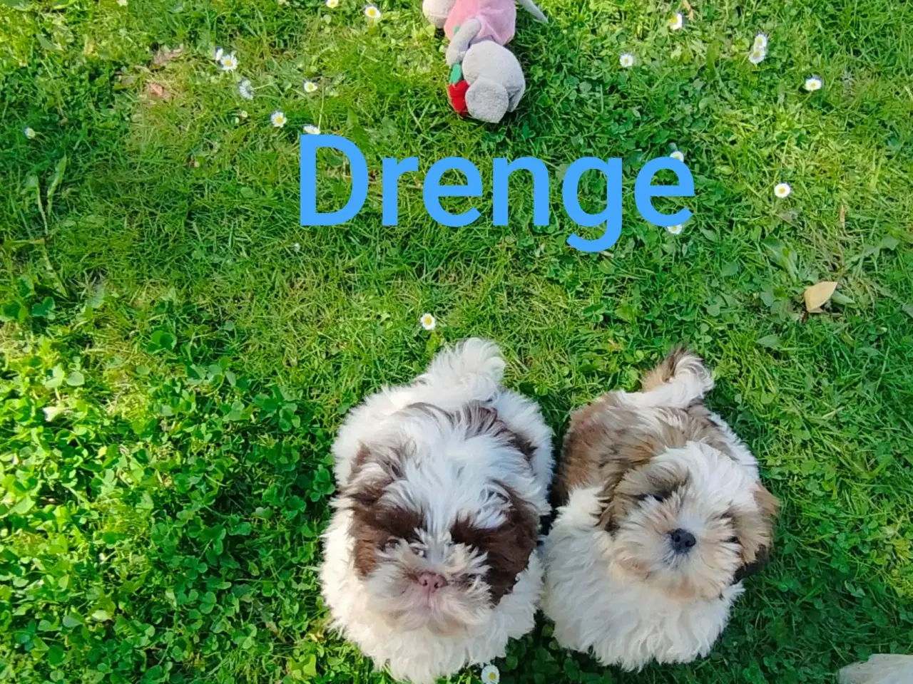 Billede 5 - Shih Tzu Hvalpe