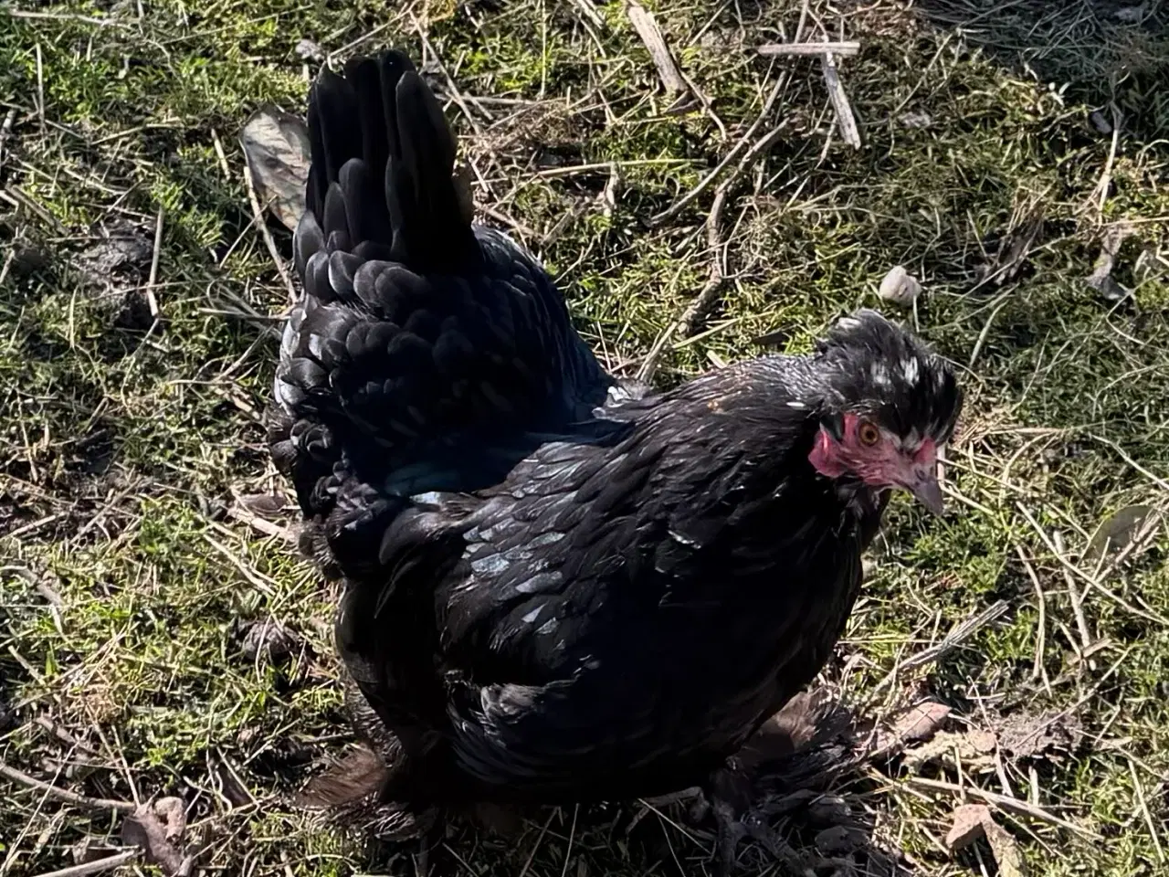 Billede 4 - 2 mellemstore blandings høner