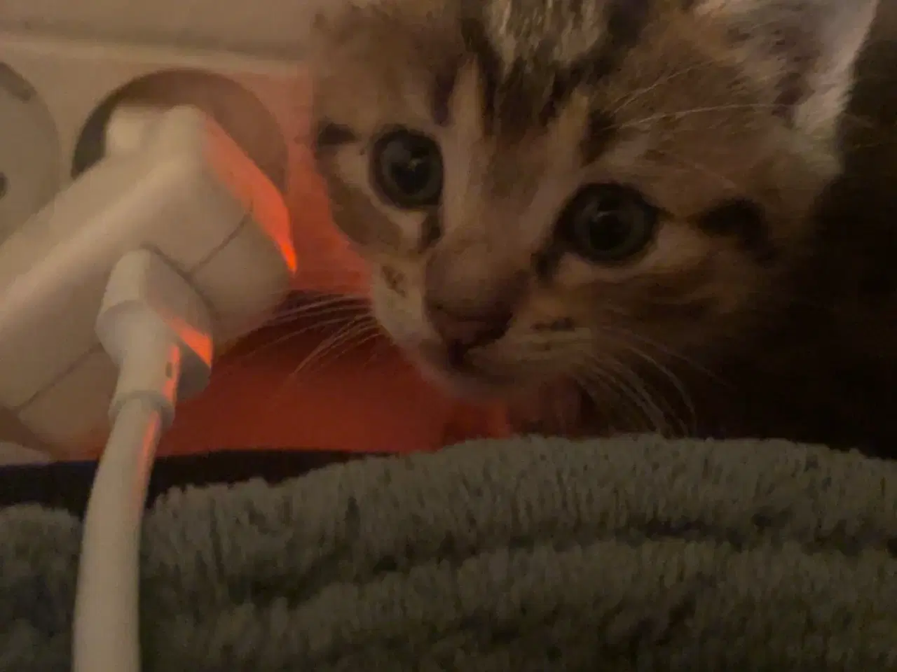 Billede 10 - Killinger halv ragdoll