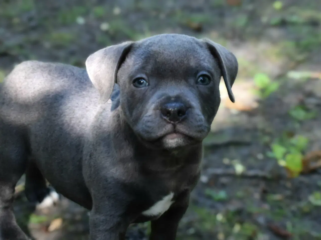 Billede 1 - Dkk staffordshire bull terrier 