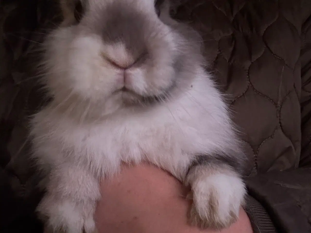 Billede 3 - De fineste kaninunger sælges 