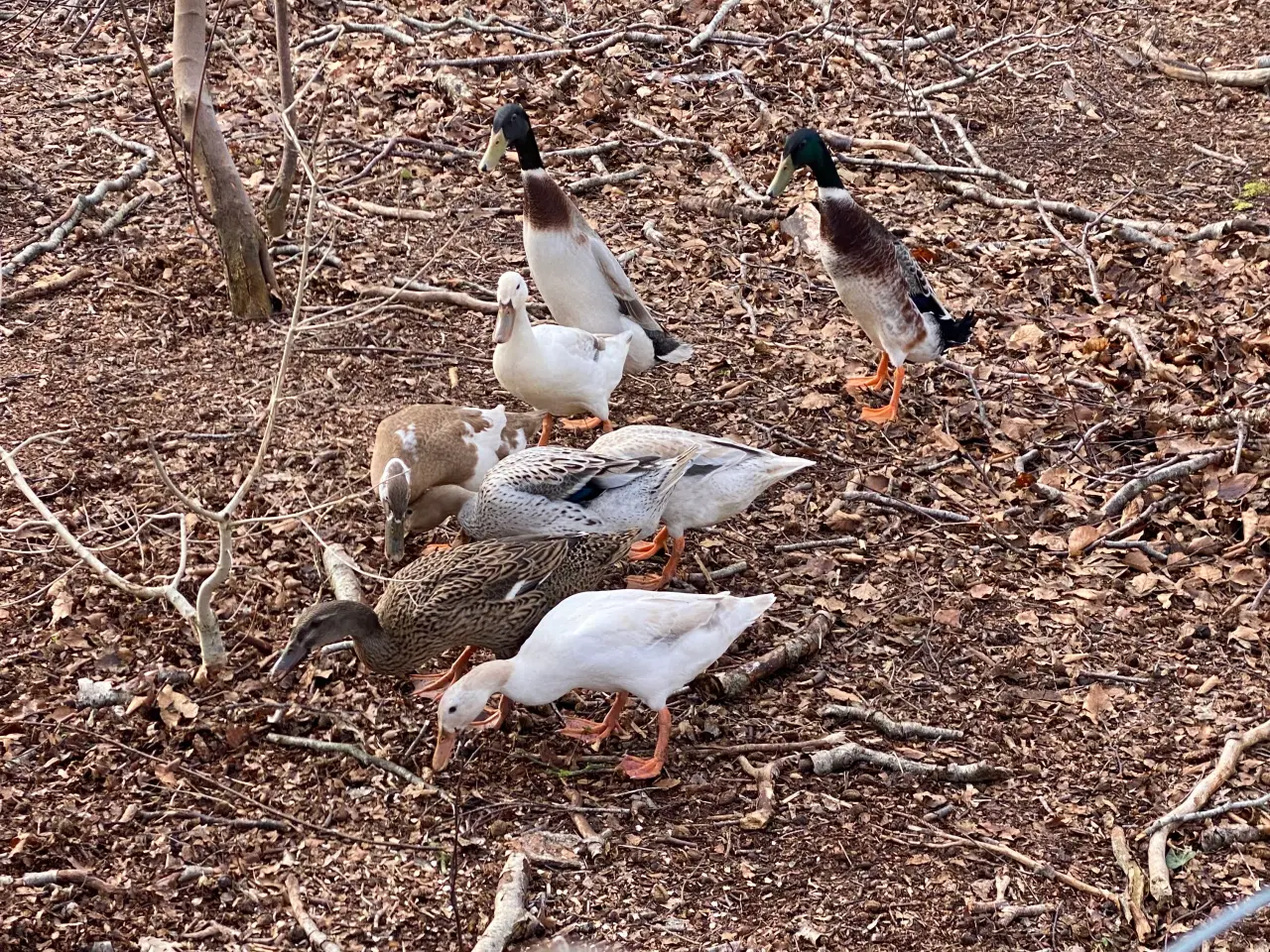 Billede 6 - Rugeæg fra løbeænder