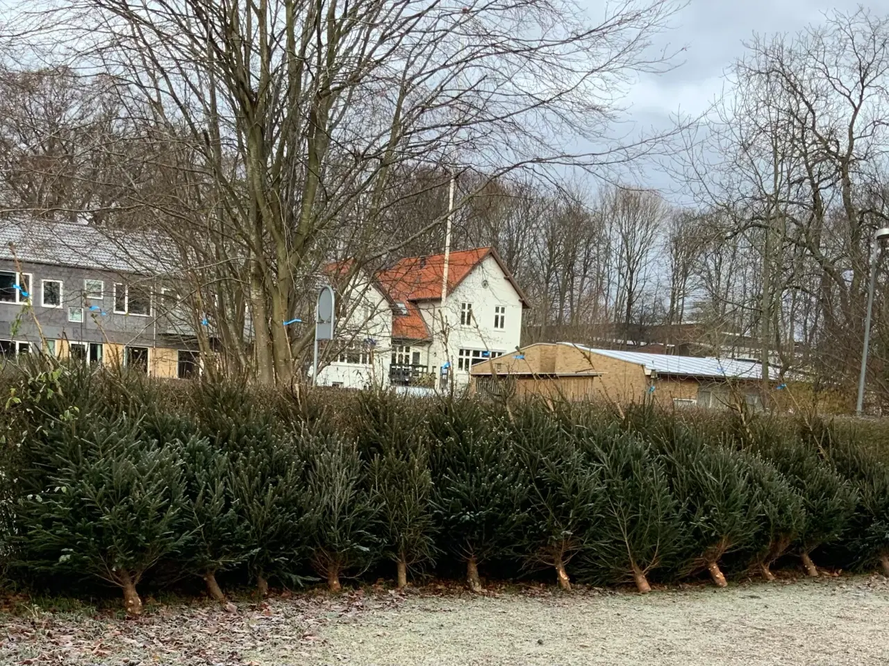 Billede 1 - Rødgran