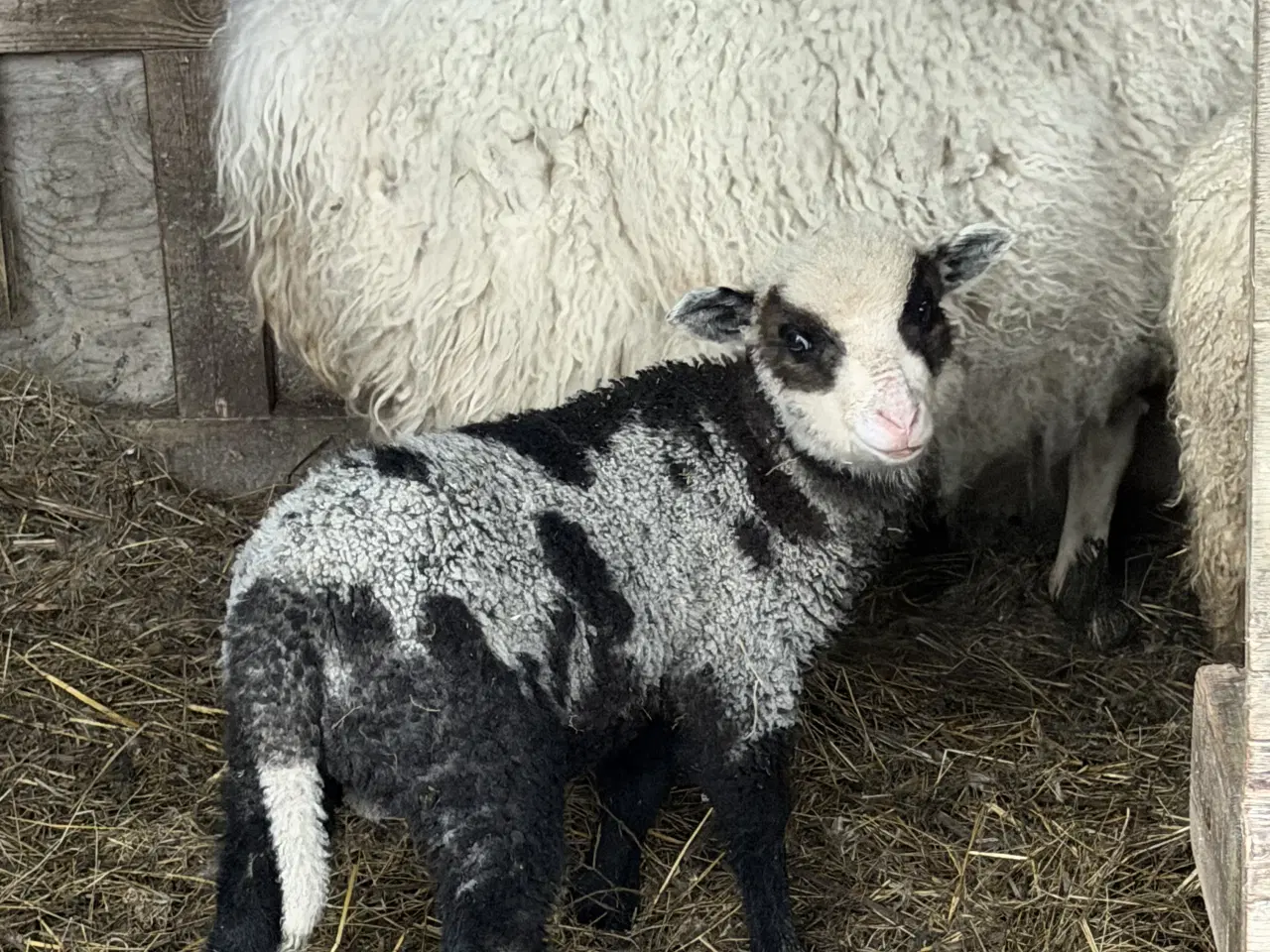 Billede 1 - 🐑 Vædderlam sælges – ikke til slagt, men til liv