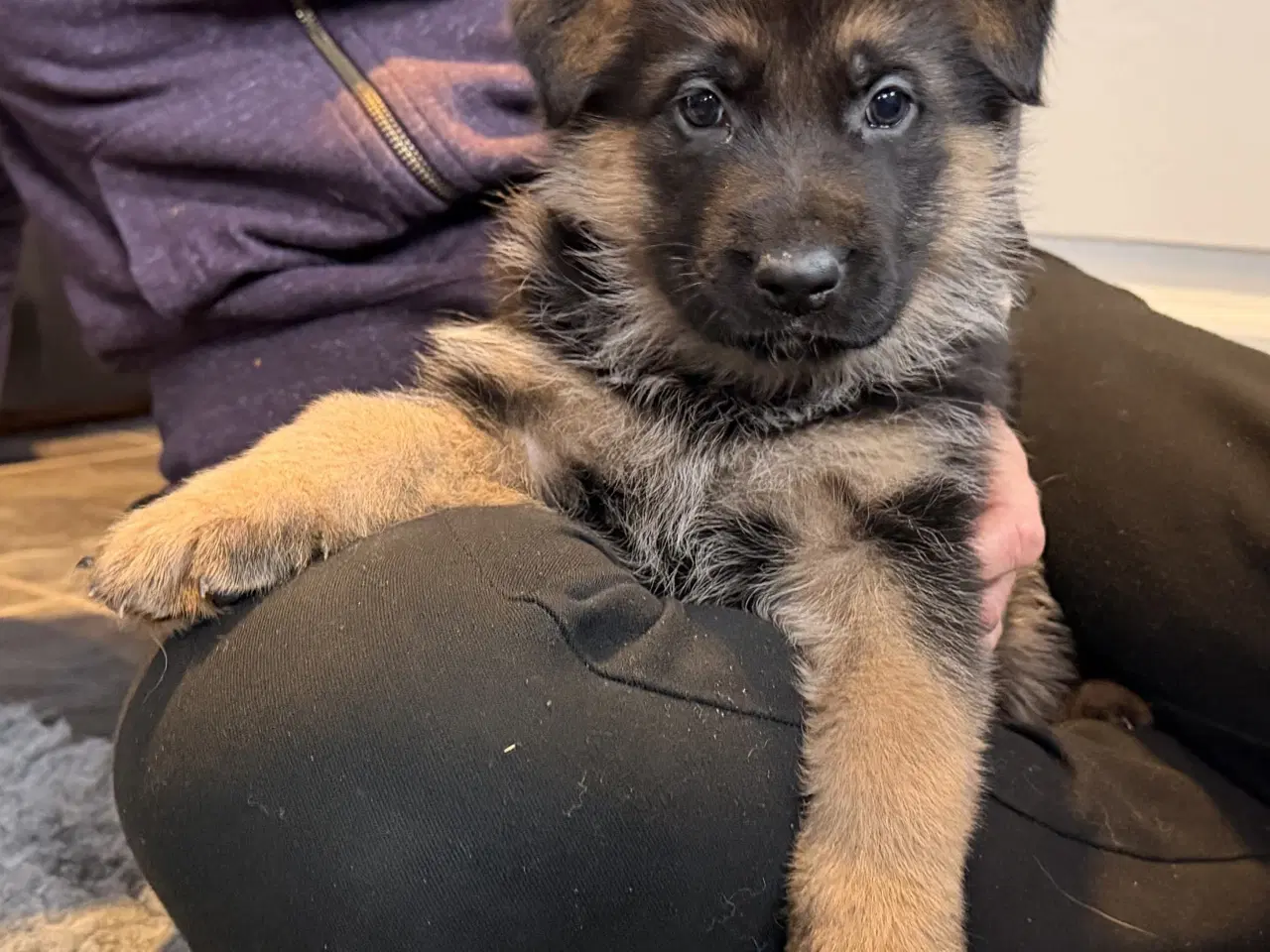 Billede 1 - Schæferhvalpe med stamtavle