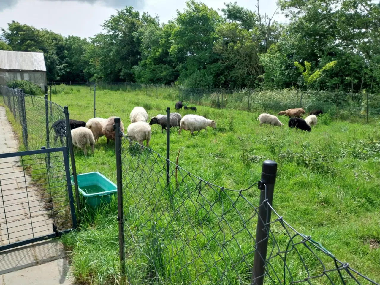 Billede 9 - Lam til salg i 6818