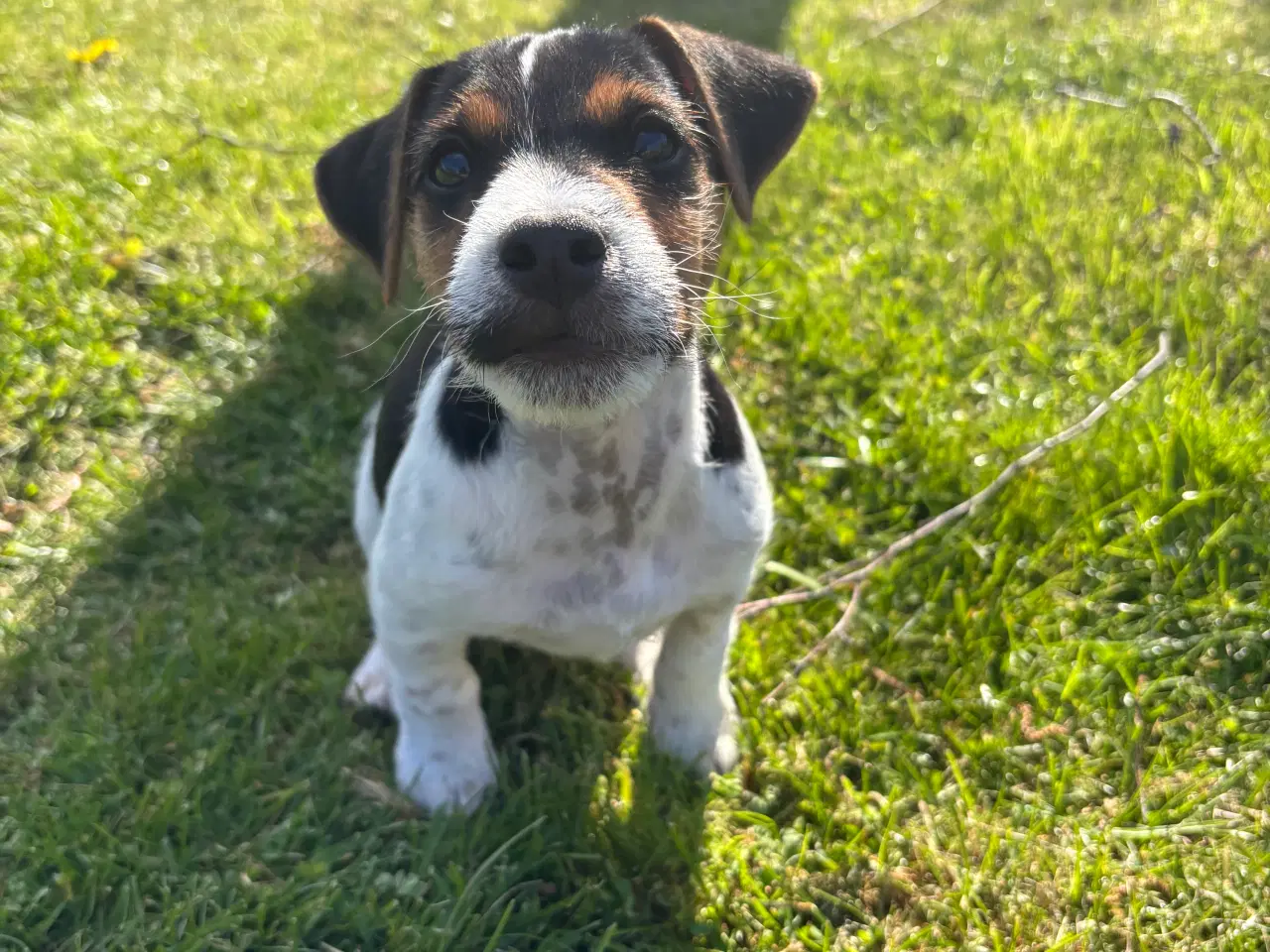 Billede 2 - Fantastisk Jack Russel Hvalp