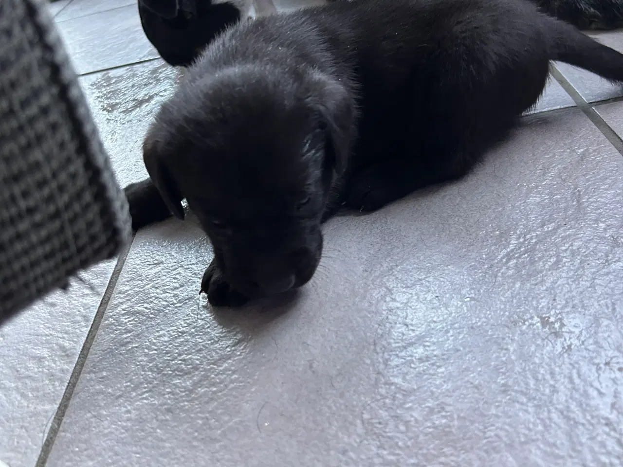 Billede 1 - Labrador hvalp sælges