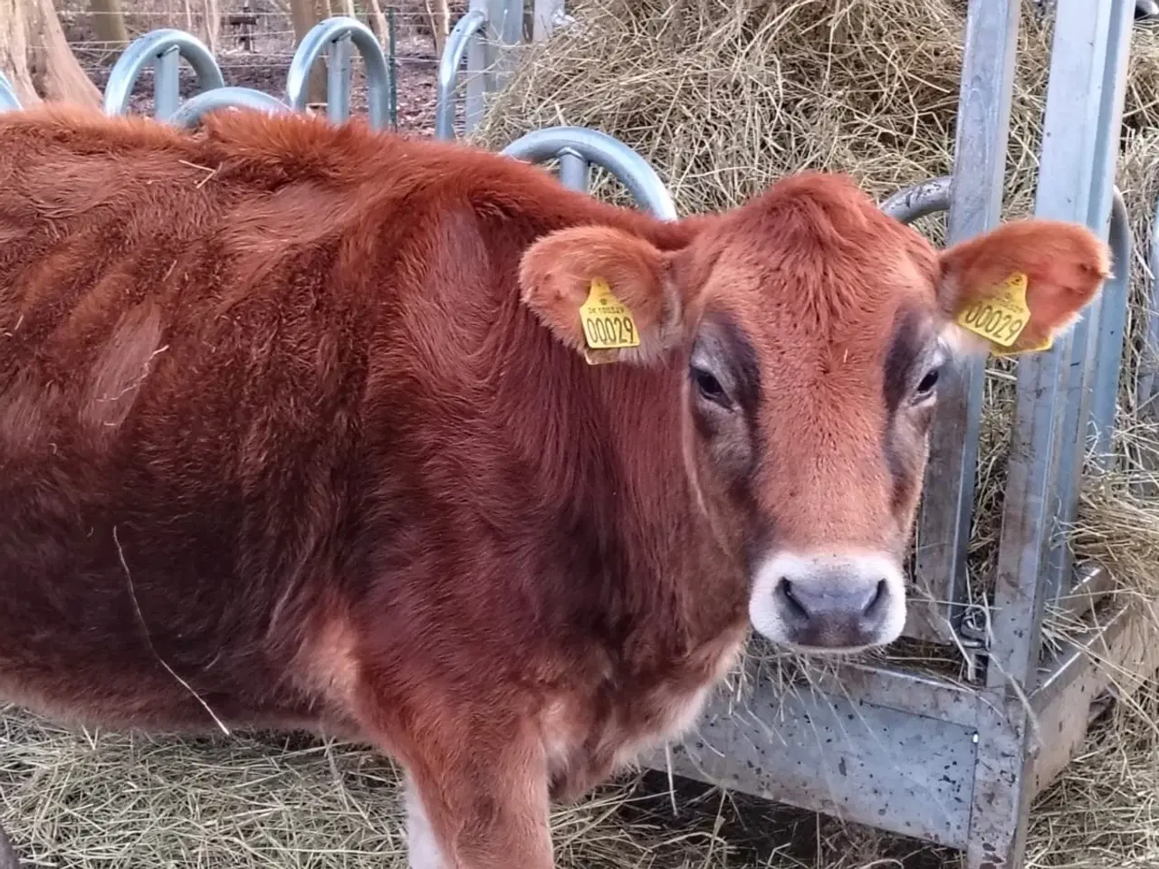 Billede 5 - Stambogsførte Jersey-køer fra lille "familie-gård"